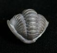 Nicely Enrolled Flexicalymene Trilobite - D #4604-1